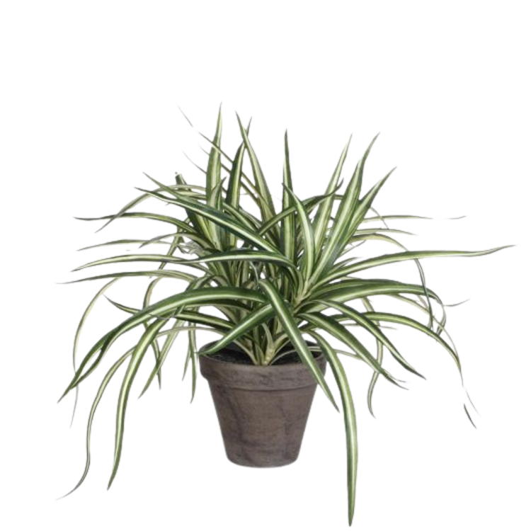 Selected by Selected by | Dracaena in pot 40cm