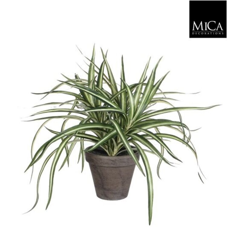 Selected by Selected by | Dracaena in pot 40cm