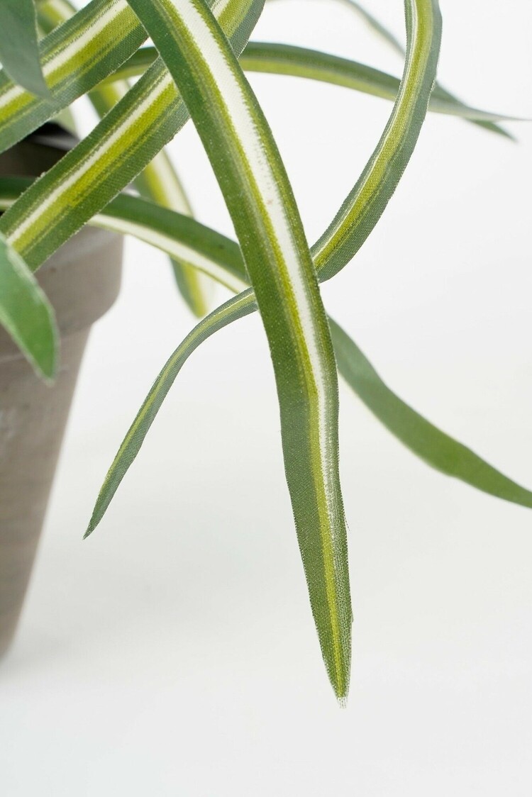 Selected by Selected by | Dracaena in pot 40cm