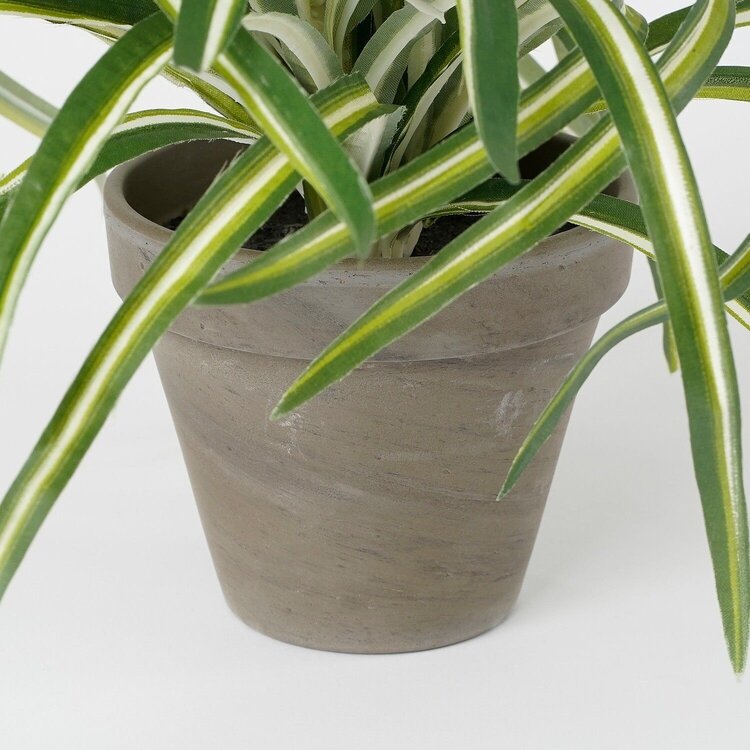 Selected by Selected by | Dracaena in pot 40cm