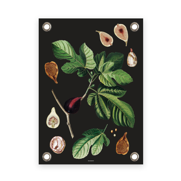 Villa Madelief VM | Tuinposter Botanische vijg