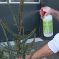 thumb-Kerstboom - Picea Omorika - 175cm - Vers Gekapt-6