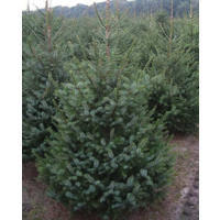 thumb-Kerstboom - Picea Omorika - 175cm - Vers Gekapt-7