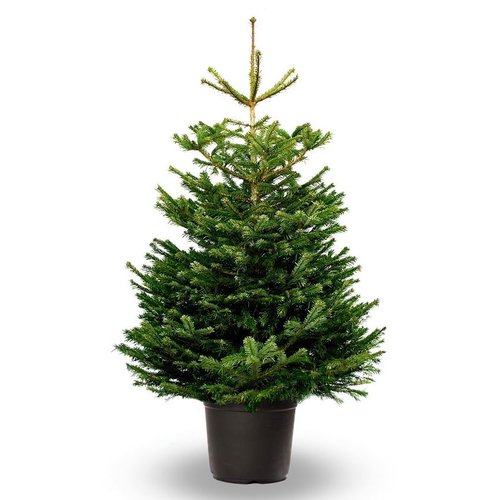 Pot Gekweekte Kerstboom - Nordmann - 100-120 cm Pot Gekweekte Kerstboom - Nordmann - 100-120 cm
