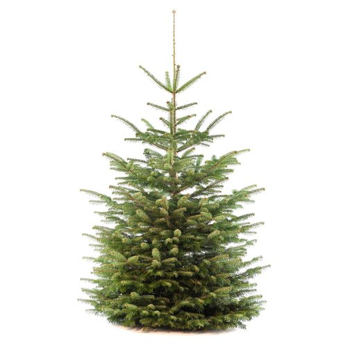 Nordmann Echte Kerstboom - Nordmann - 140-180 cm Nordmann Echte Kerstboom - Nordmann - 140-180 cm
