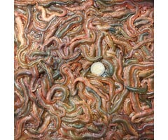 Kweekzagers P/50 Gram