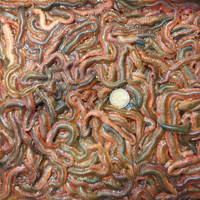 Kweekzagers P/50 Gram