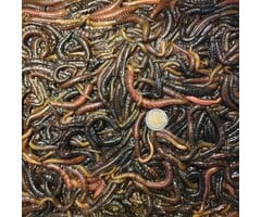 Zeepieren Klein Of Groot P/St