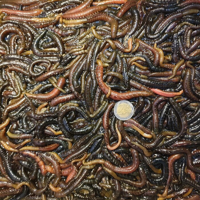 Zeepieren Klein Of Groot P/St