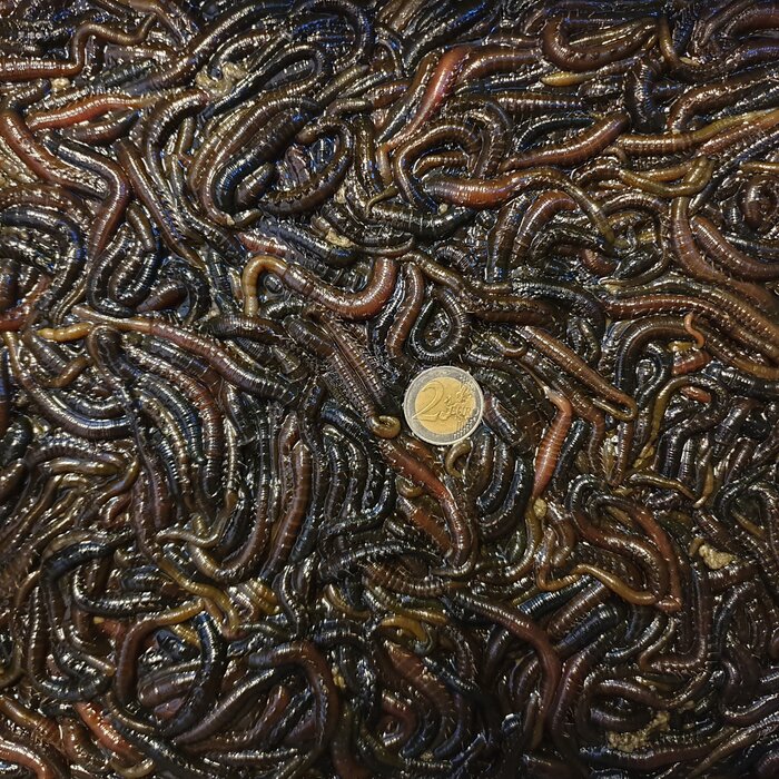 Zeepieren Klein Of Groot P/St