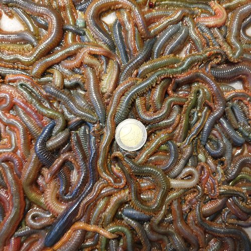 STEEKZAGERS KLEIN OF GROOT P/50 GRAM