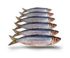 Prebaits Predator Haring KLEIN 450 > 550 GRAM 15 > 20 CM 5 TOT 8 STUKS