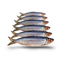 PREBAITS PREDATOR HARING