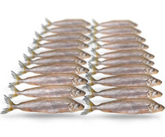 Prebaits Predator Spiering