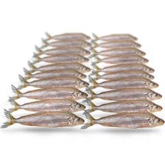 PREBAITS PREDATOR SPIERING