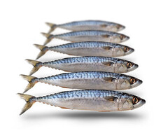 Prebaits Predator Makreel MIDDEL 450 > 550 GRAM 25 > 30 CM 2 TOT 4 STUKS