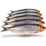 PREBAITS PREDATOR SARDINES