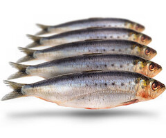 Prebaits Predator Sardines