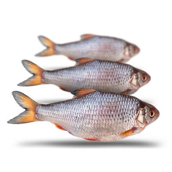 Prebaits Predator Voorn / Kolblei