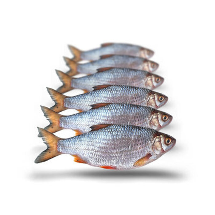 Prebaits Predator Voorn / Kolblei