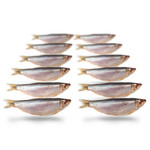 PREBAITS PREDATOR SPROT 200 > 250 GRAM 8 > 13 CM 10 TOT 18 STUKS