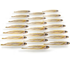 Prebaits Predator Turkse Spiering 175 Gram 3 > 8 Cm 25 > 30 Stuks