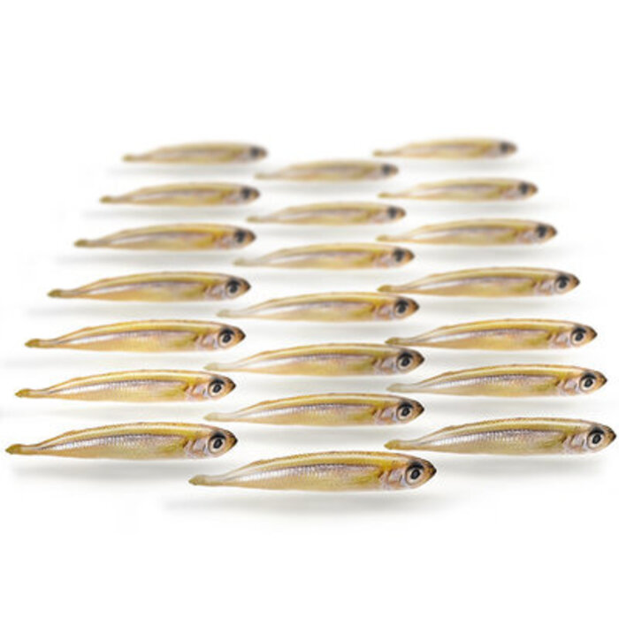 Prebaits Predator Turkse Spiering 175 Gram 3 > 8 Cm 25 > 30 Stuks