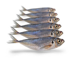 Prebaits Predator Horsmakreel 450 > 550 Gram 18 > 23 Cm 5 Tot 7 Stuks