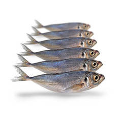 PREBAITS PREDATOR HORSMAKREEL 450 > 550 GRAM 18 > 23 CM 5 TOT 7 STUKS