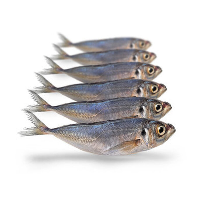 Prebaits Predator Horsmakreel 450 > 550 Gram 18 > 23 Cm 5 Tot 7 Stuks