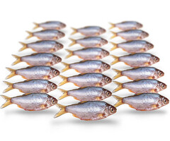 Prebaits Predator Voorn / Kolblei