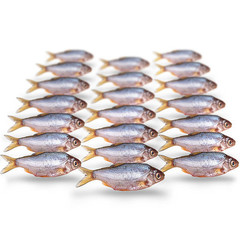 PREBAITS PREDATOR VOORN / KOLBLEI