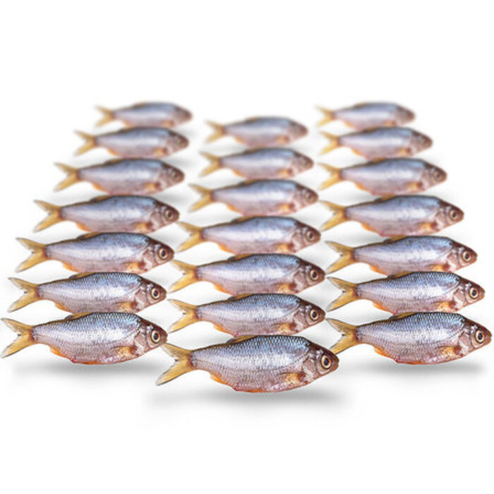 Prebaits Predator Voorn / Kolblei