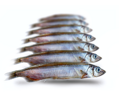 Prebaits Predator Lodde (Capelin) 200 Gram 15 > 19 Cm 7 Tot 9 Stuks