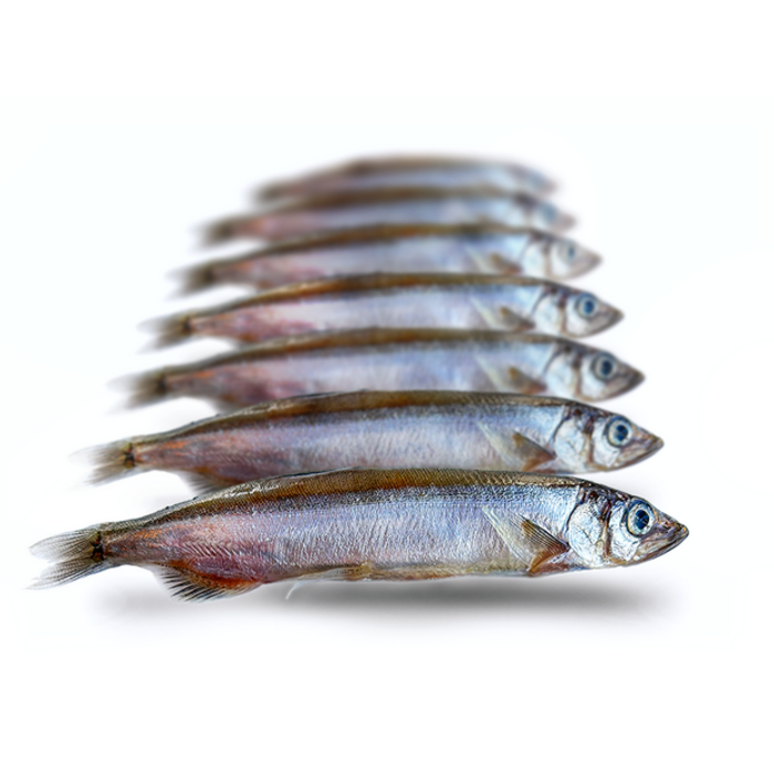 Prebaits Predator Lodde (Capelin) 200 Gram 15 > 19 Cm 7 Tot 9 Stuks