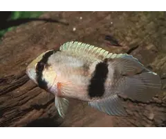 Aequidens Maroni - Sleutelgat Cichlide