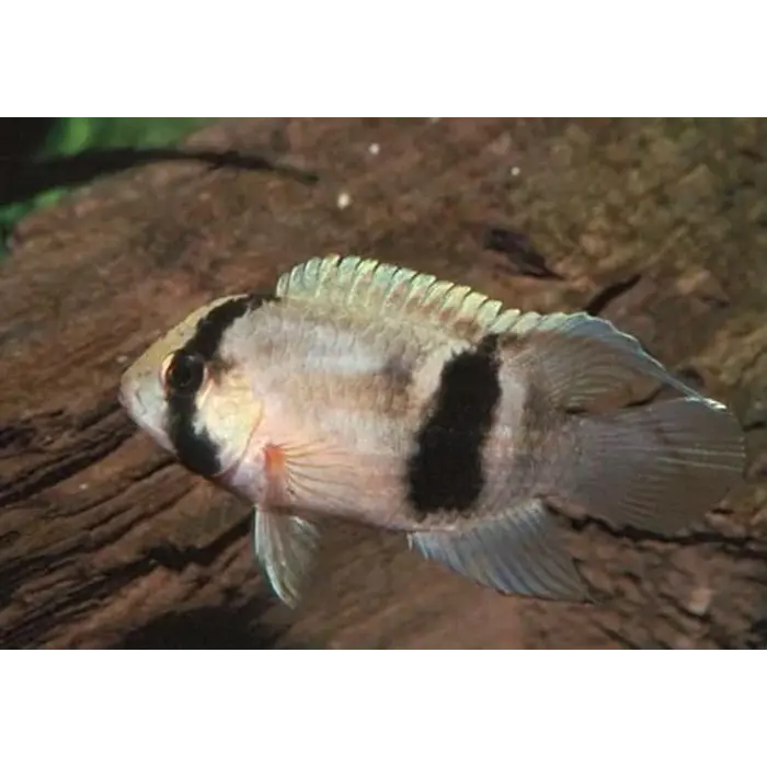 Aequidens Maroni - Sleutelgat Cichlide