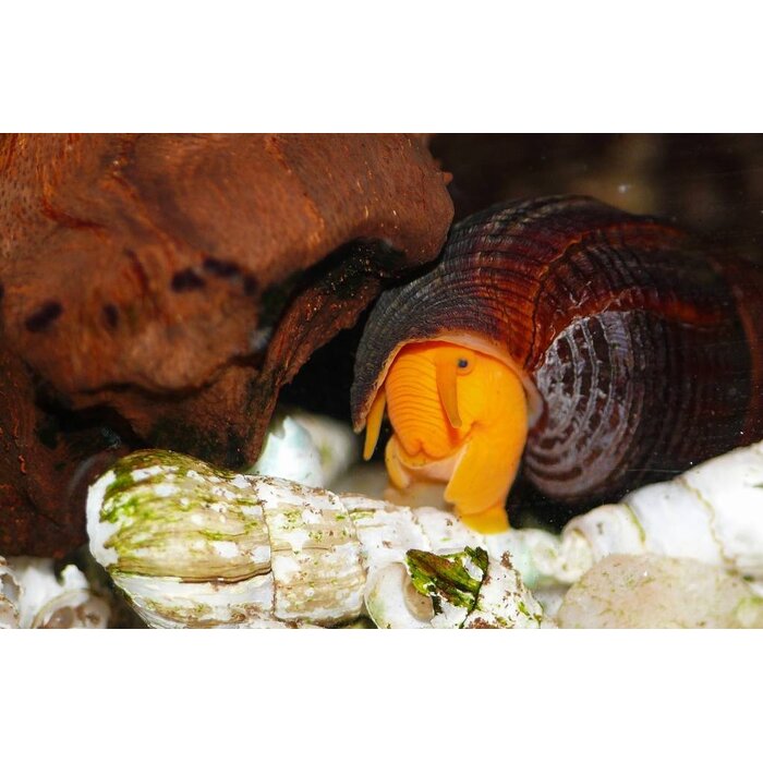 Tylomelania Sp. Orange - Oranje Rabbit Slak