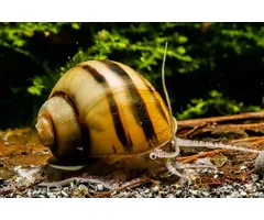 Asolene Spixii - Dwergslak