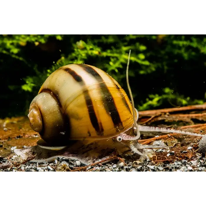 Asolene Spixii - Dwergslak