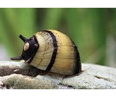 Clithon Sp. - Geweislak