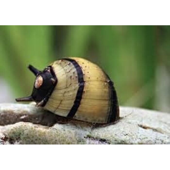 Clithon Sp. - Geweislak