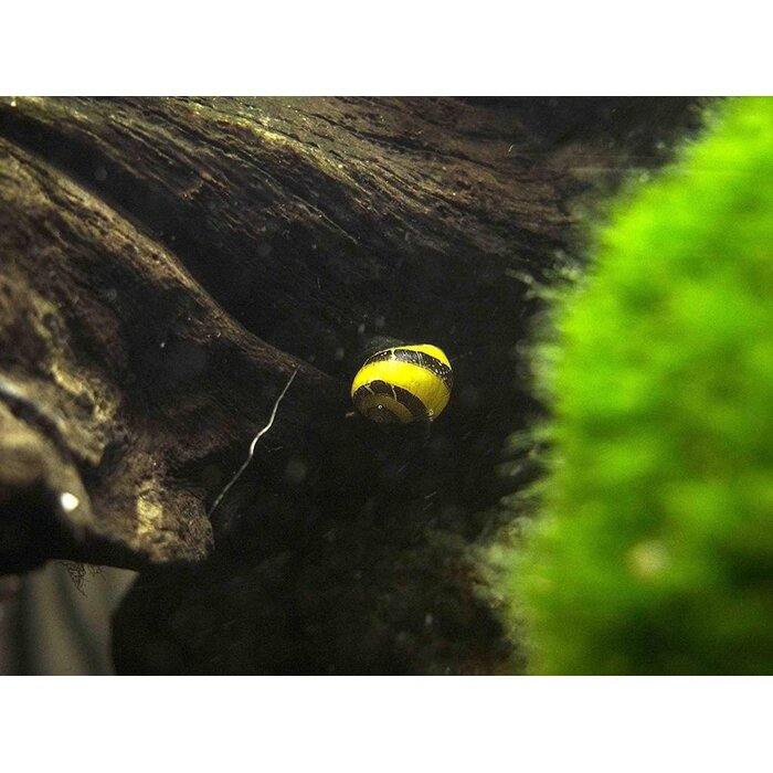 Clithon Sp. - Geweislak