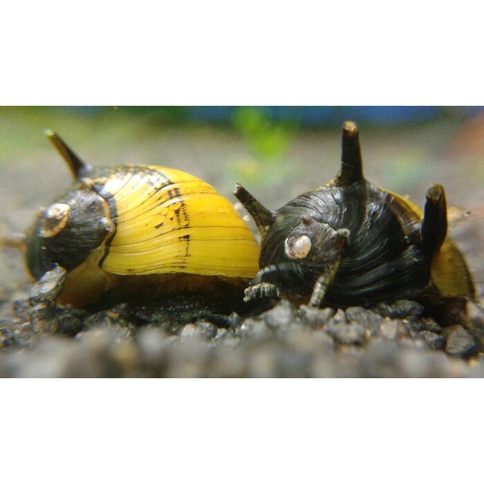 Clithon Sp. - Geweislak