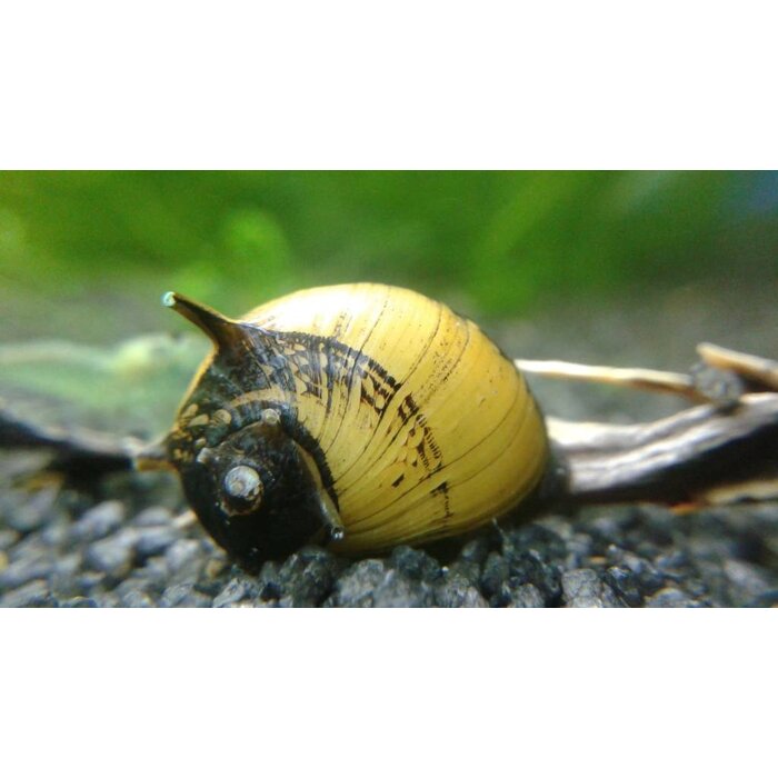 Clithon Sp. - Geweislak