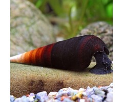 Faunus Ater Snail - Black Devil Snail
