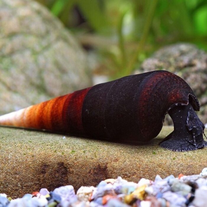 Faunus Ater Snail - Black Devil Snail