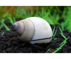 Filopaludina Martensi 'White' - Witte Wonderslak