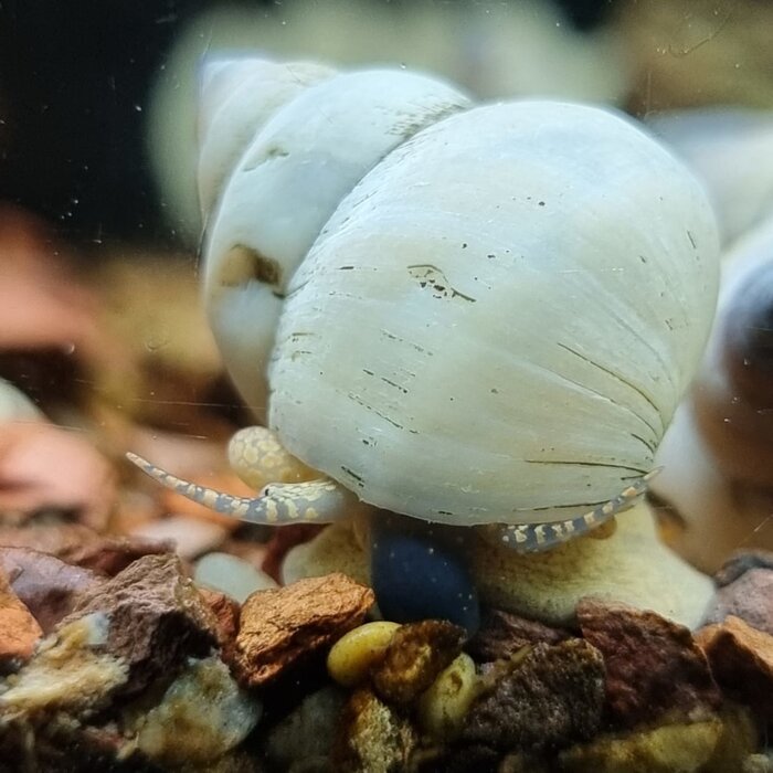 Filopaludina Martensi 'White' - Witte Wonderslak