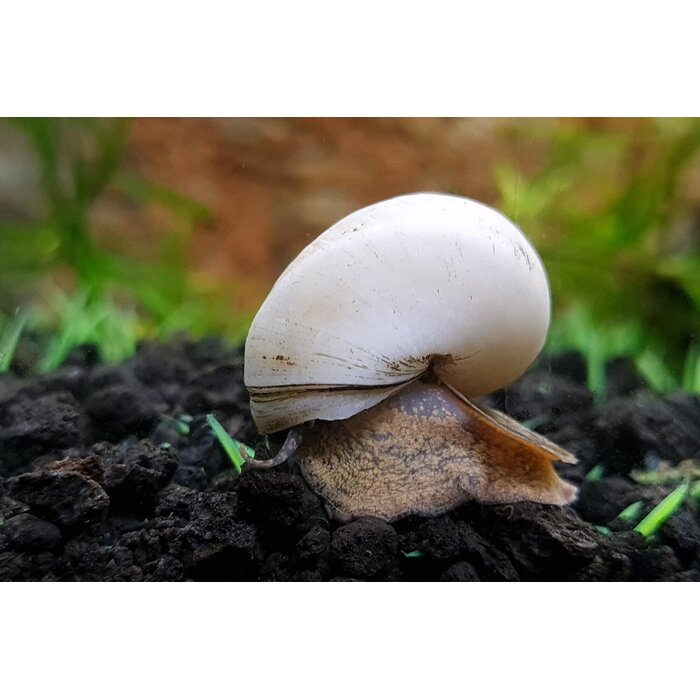 Filopaludina Martensi 'White' - Witte Wonderslak